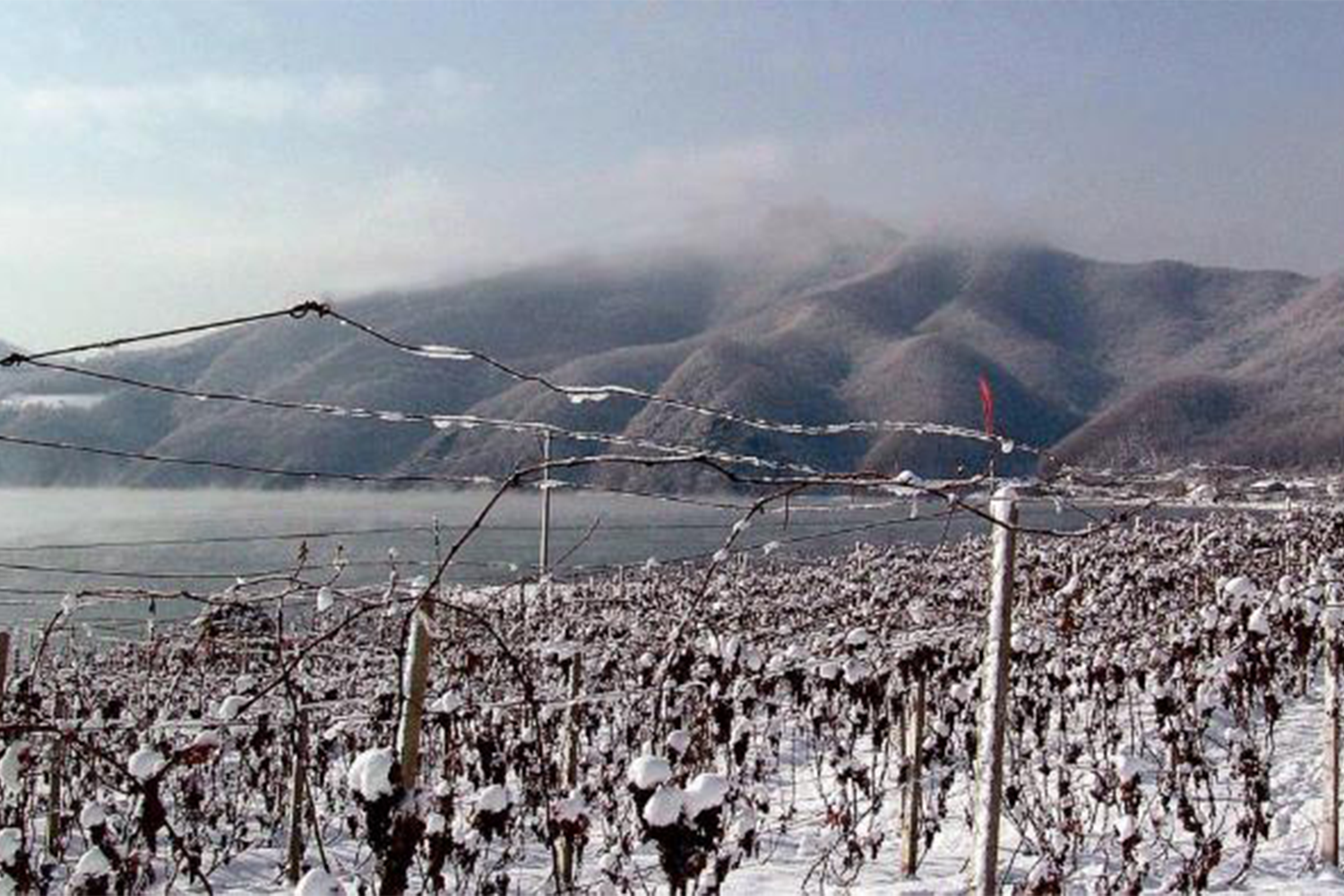 HP_chinawine_stock 