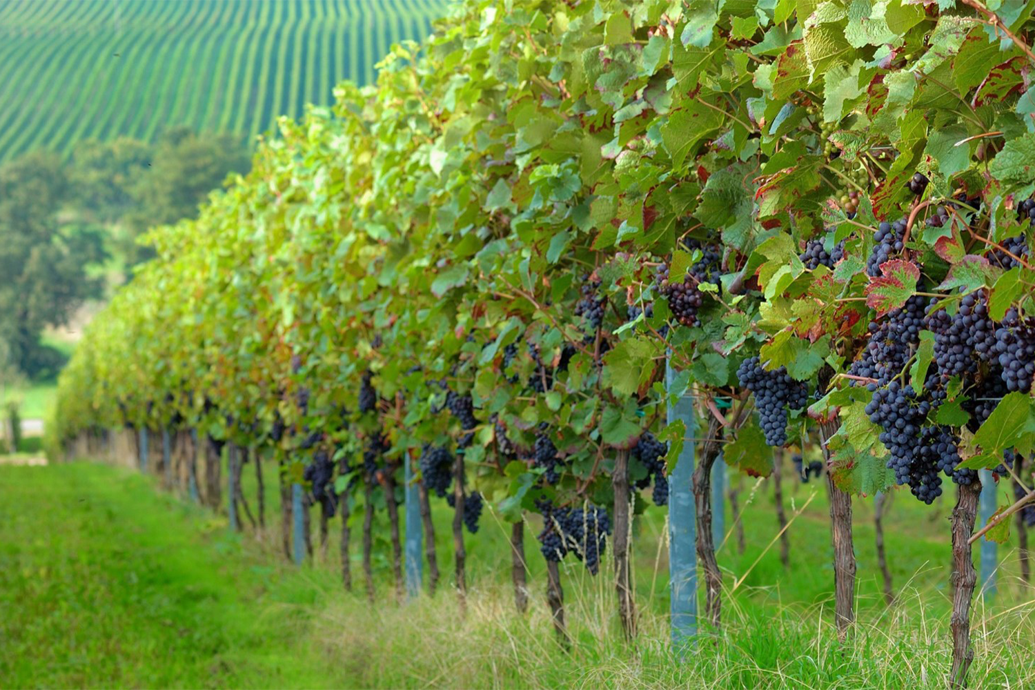 HP_chinawine_stock 