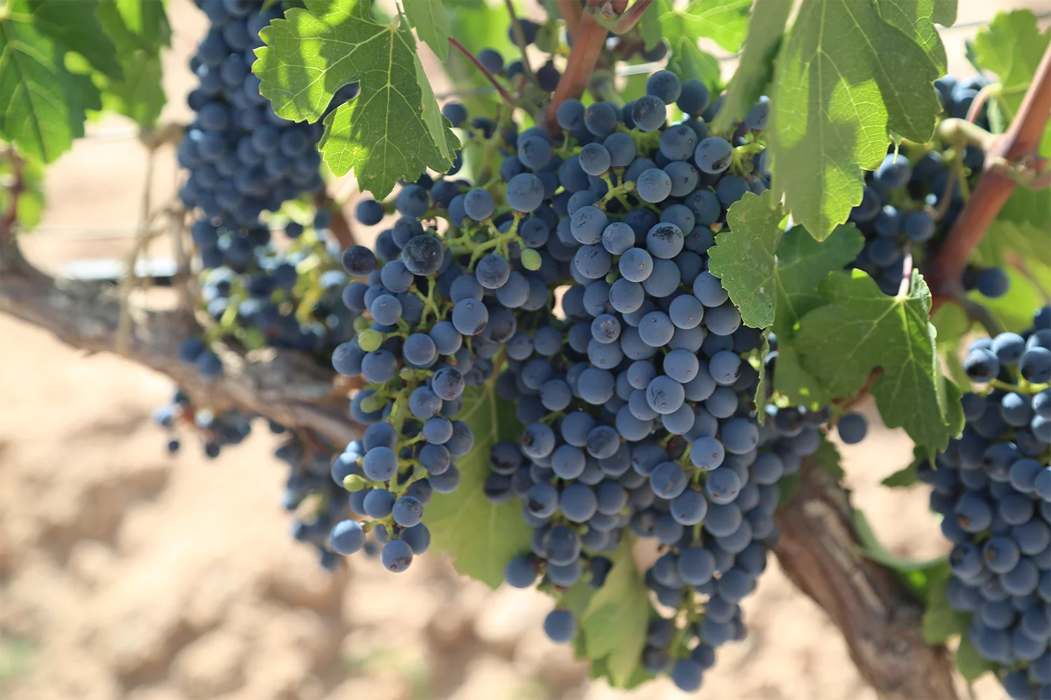 HP_chinawine_stock 